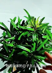 How to take care of green leaves? (Tips for creating a green home)