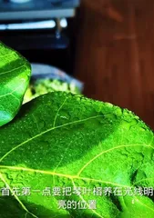 How to care for green leaves? (Tips for creating a green home) 2