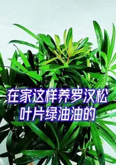 How to care for green leaves? (Tips for creating a green home) 3