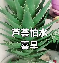 Comprehensive Guide to Aloe Care in Summer (How to Properly Care for Aloe in Summer to Help You Have Healthy and Beautiful Aloe Plants)