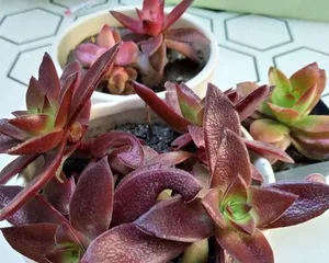 How to prune fire祭 succulents for better aesthetics (Create exquisite succulent landscapes, pruning techniques you deserve to have)