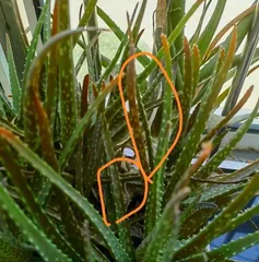 Summer Aloe Vera Care Guide (How to properly care for aloe vera in summer, helping you have healthy and beautiful aloe plants) 2