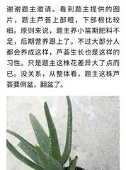 Summer Aloe Vera Care Guide (How to properly care for aloe vera in summer, helping you have healthy and beautiful aloe plants) 3