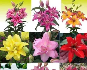 How to Care for Fresh Cut Lilies (Complete Guide to Lily Care Techniques, Easily Create a Sea of Flowers!) 2