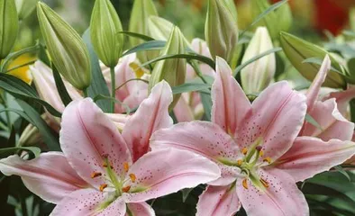 How to Care for Fresh Cut Lilies (Complete Guide to Lily Care Techniques, Easily Create a Sea of Flowers!) 3