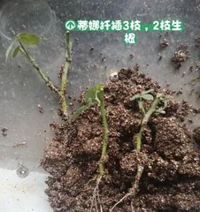 Exploring fertilizer techniques for clematis (secrets to optimizing clematis' lush growth)