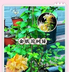 Honeysuckle Planting Techniques and Maintenance Tips (Secrets to Creating a Beautiful Garden) 2