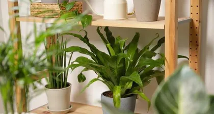 Flowers suitable for indoor cultivation (essential skills for selecting, caring for, and beautifying indoor spaces)