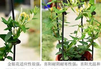 Honeysuckle Planting Techniques and Maintenance Tips (Secrets to Creating a Beautiful Garden) 3