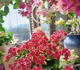 Indoor Suitable Plants (Essential Skills for Selection, Care and Beautifying Indoor Spaces) 2