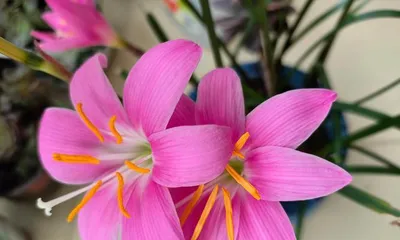 Indoor Suitable Plants (Essential Skills for Selection, Care and Beautifying Indoor Spaces) 3