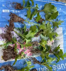 The Technique and Method of Stem Cutting Propagation for Mums (Taking Mums as an Example to Explore the Key Steps and Precautions of Stem Cutting Propagation)