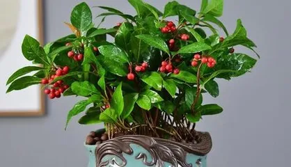 How to grow Jinyu Mantang to bloom? (Creating the best care method to make the flowers fragrant throughout the garden)