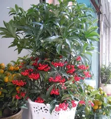 How to Make Jin Yu Man Tang Bloom? (Creating the Best Care Method for Fragrant Blooms) 2