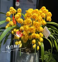 How to Make Jin Yu Man Tang Bloom? (Creating the Best Care Method for Fragrant Blooms) 3