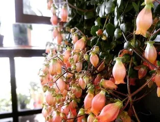 The flowers and leaves droop down, how can we make them stand up again? (Use the correct care methods to revitalize the flowers and leaves.)