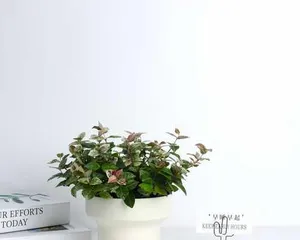 Drooping Flower Leaves, How to Make Them Stand Up Again? (Using Proper Care Methods to Revive Drooping Leaves) 2