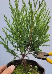 A creative miniature landscape, encapsulating nature in the palm of your hand (Embark on a magical journey of exploring miniature landscapes)