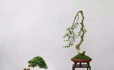 创意十足的微型盆景,将大自然收纳于指尖(探寻微型盆景的奇妙之旅)2