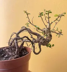 创意十足的微型盆景,将大自然收纳于指尖(探寻微型盆景的奇妙之旅)3