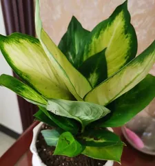 Secrets of Caring for Rohdea Japonica (Breeding Techniques for Creating Evergreen Plants) Part 2