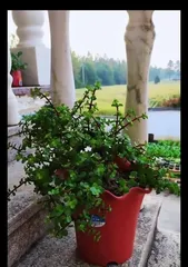 How to Simply Care for Pachira Aquatica (Effective Methods to Keep Your Pachira Aquatica Green and Thriving)