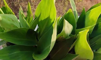 Secrets of Caring for Rohdea Japonica (Breeding Techniques for Creating Evergreen Plants) Part 3