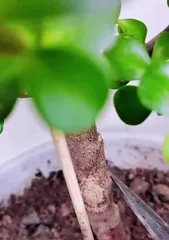 How to Simply Care for Jade Plant (Effective Methods to Keep Your Jade Plant Evergreen) 2