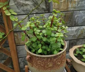 How to Simply Care for Jade Plant (Effective Methods to Keep Your Jade Plant Evergreen) 3
