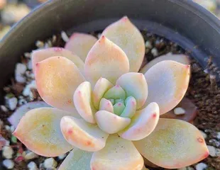 How to Grow Snow Lotus Succulent (Simple and Practical Care Guide) 3