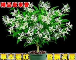 The Propagation and Care of Murraya Paniculata—How to Make Murraya Paniculata Bloom More Flowers?