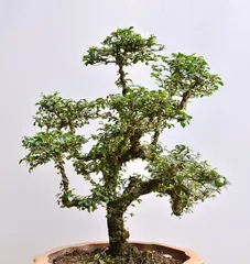 Propagation and Care of Murraya paniculata – How to Make it Bloom More? 2