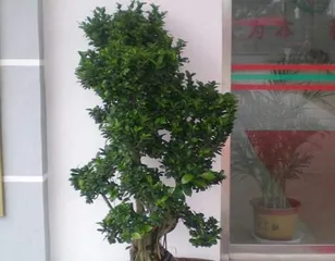 Is it good to grow Ficus bonsai at home? (Create an indoor green space, enhance the quality of life) 2