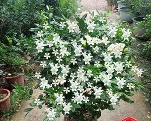 Propagation and Care of Murraya paniculata – How to Make it Bloom More? 3
