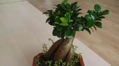 Is it good to grow Ficus bonsai at home? (Create an indoor green space, enhance the quality of life) 3