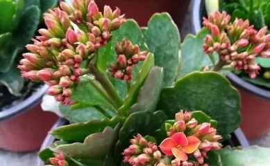 Green Paris Longevity Flower Care Guide (Keeping Your Garden Everlasting and Fragrant)