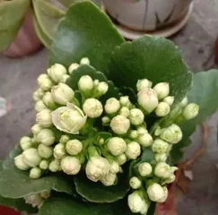 绿巴黎长寿花养护指南(让您的花园常青不谢)2