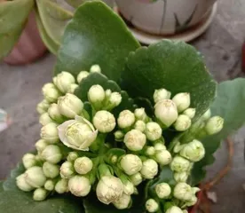 绿巴黎长寿花养护指南(让您的花园常青不谢)3