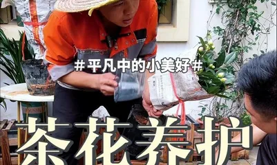 Family care, easily enjoy a feast of Hongshan Camellia (from selection to maintenance, teaching you the secrets of Hongshan Camellia)