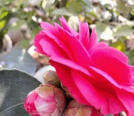 Home Growing Methods: Easily Enjoy the Beauty of Red Camellias (From Selection to Maintenance, Teaching You to Master the Secrets of Red Camellias) 2