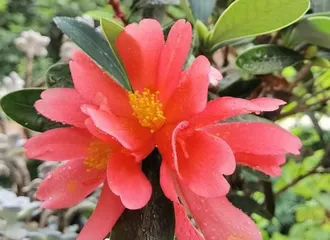 Home Growing Methods: Easily Enjoy the Beauty of Red Camellias (From Selection to Maintenance, Teaching You to Master the Secrets of Red Camellias) 3