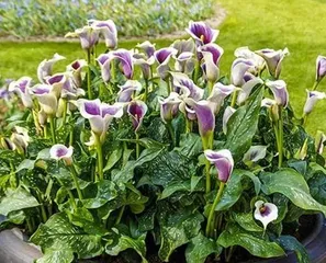 Winter Care for Gentian Flowers (Ensuring Gentian Flowers Safe Through the Cold Winter)