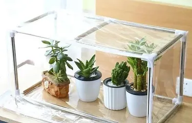 Winter Care of Gentian Flower (Helping Gentian Flower Safely Survive Cold Winter) 2