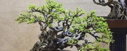 Winter Care of Gentian Flower (Helping Gentian Flower Safely Survive Cold Winter) 3