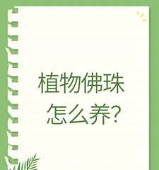 Buddha Bead Winter Care Guide (How to Properly Protect Your Buddha Beads and Prevent Winter Damage?)