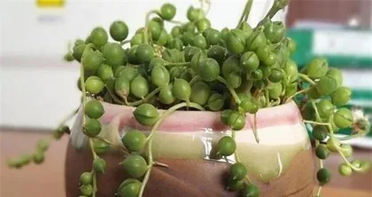 Buddhist Prayer Beads Winter Care Guide (How to Properly Protect Prayer Beads and Prevent Winter Damage?) 2