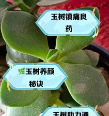 Cultivation Techniques and Care Methods for Jade Trees (The Secret Weapon for Creating a Charming Courtyard - Sharing Knowledge and Experience of Jade Tree Cultivation)