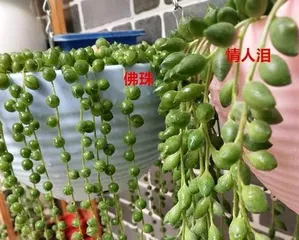 Buddhist Prayer Beads Winter Care Guide (How to Properly Protect Prayer Beads and Prevent Winter Damage?) 3