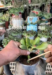 Yushu Planting Techniques and Care Methods (The Secret Weapon for Creating a Charming Garden - Knowledge and Experience Sharing on Yushu Cultivation) 2