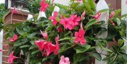 The toxicity and suitable care environment of red chrysanthemums (Everything you need to know about the toxicity and care tips of red chrysanthemums)